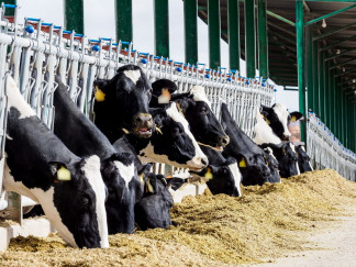 Archivo - Ganado bovino.