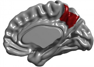 El precúneo, resaltado en rojo.