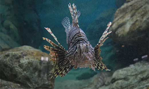 El Tratado de los Oceu0301anos