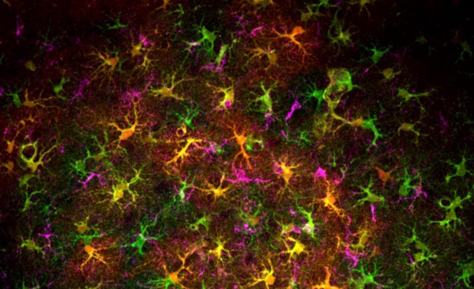 Archivo - Un grupo reducido de células interviene en la pérdida de memoria por cannabis en adolescentes