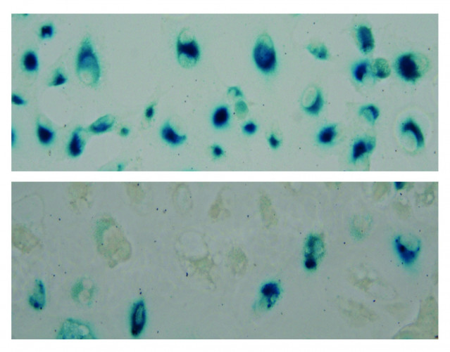 Imagen representativa de células con StnIG.