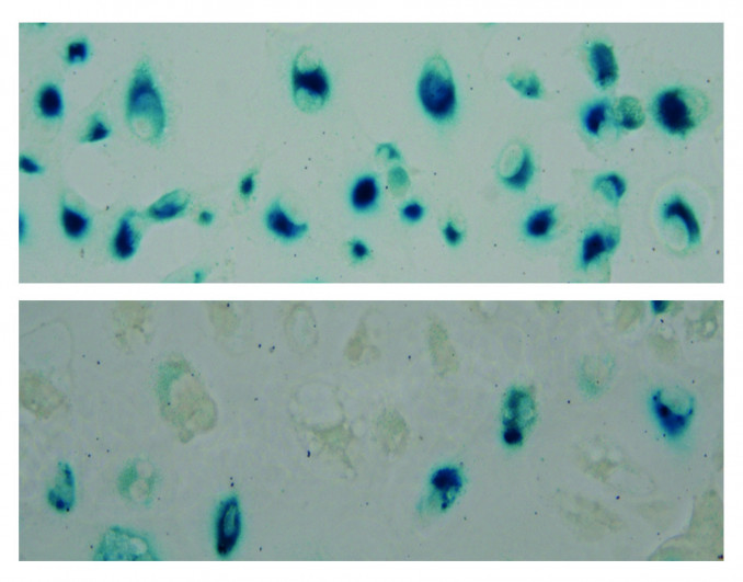 Imagen representativa de células con StnIG.