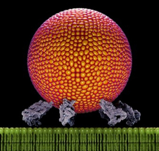 Imagen inspirada en el estudio que muestra una estructura proteica expansible que arrastra la vesícula hasta la membrana  para fusionarse y liberar su contenido.