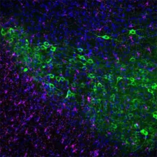 Descubren que el tratamiento 