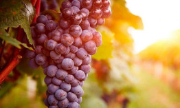 EuropaPress 7258465 uvas elaboracion vino pitarra