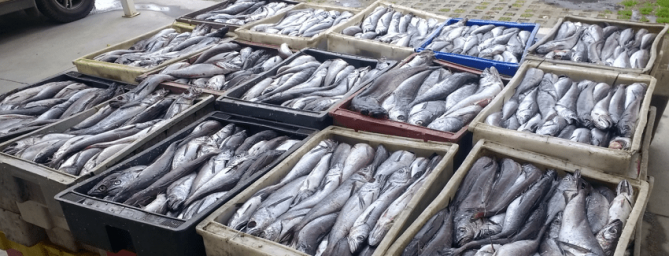 20220603 merluza thno