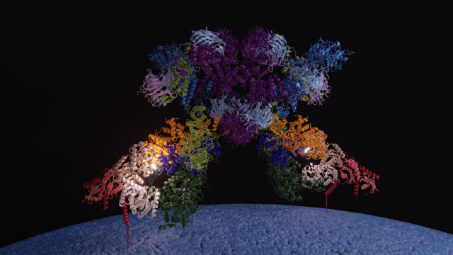 Imagen del modelo de SEA-EGOC anclado en la membrana de la vacuola, con el sitio activo iluminado.