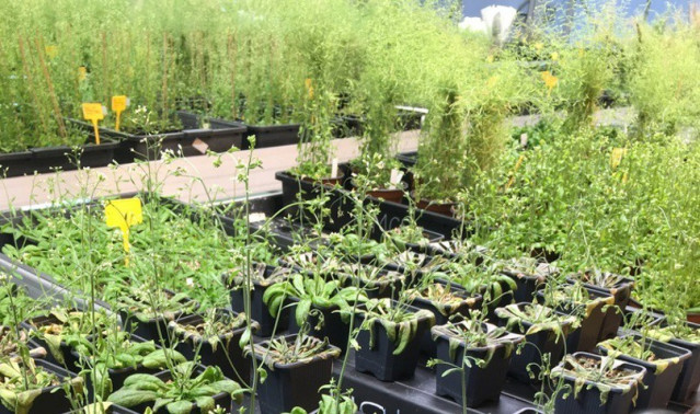 Plantas en el laboratorio