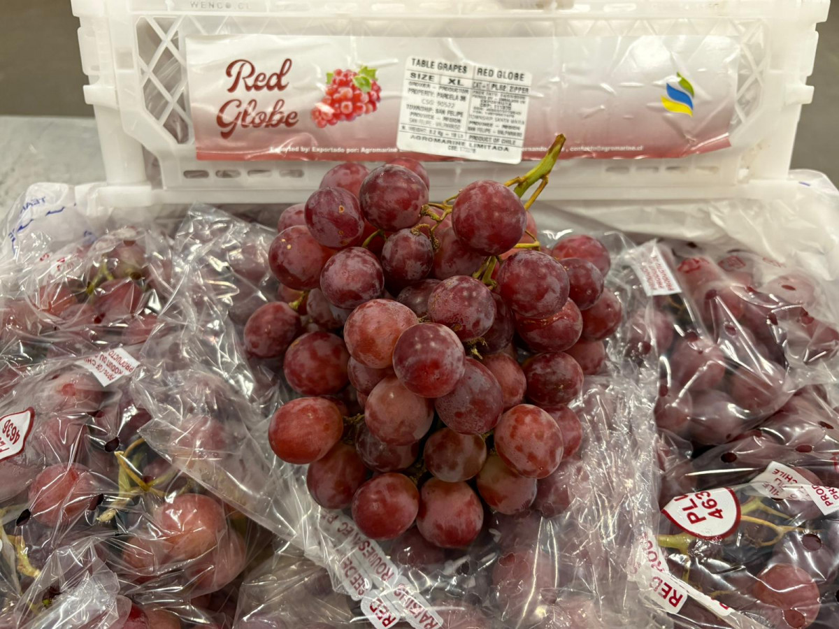 Agromarine exporta a Paises Bajos   ProChile RM