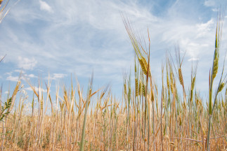 Archivo - Campo de trigo, a 17 de junio de 2024, en Albacete, Castilla-La Mancha (España). La Unión de Pequeños Agricultores (UPA), solicita que se declare la provincia de Albacete como zona desfav