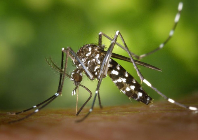 Mosquito tigre