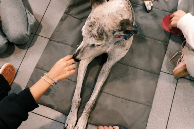 La terapia asistida con perros se asocia a mejora en 'autoeficacia de adolescentes ingresados' en unidades psiquiátricas