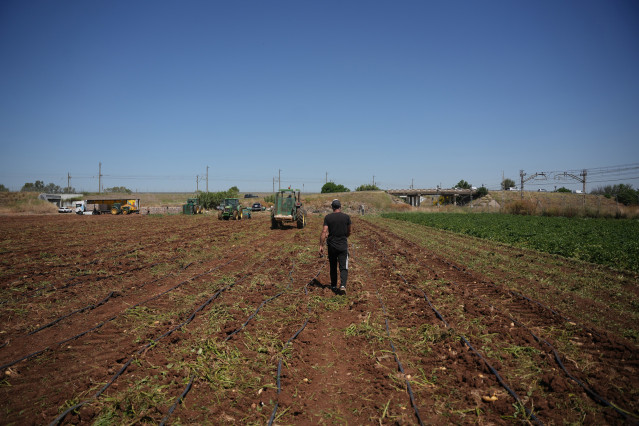 Agricultores durante la recolección de patatas en una explotación agrícola en plena campaña. A 31 de mayo de 2026, en Sevilla (Andalucía, España).
