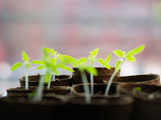 Plantas