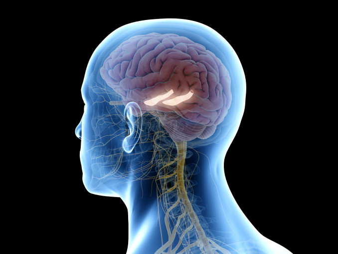 Un estudio internacional con participación de la UPM revela el mecanismo que utiliza el cerebro ante la incertidumbre