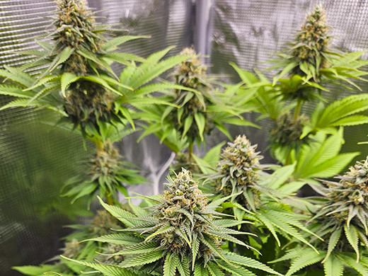 Cannabis