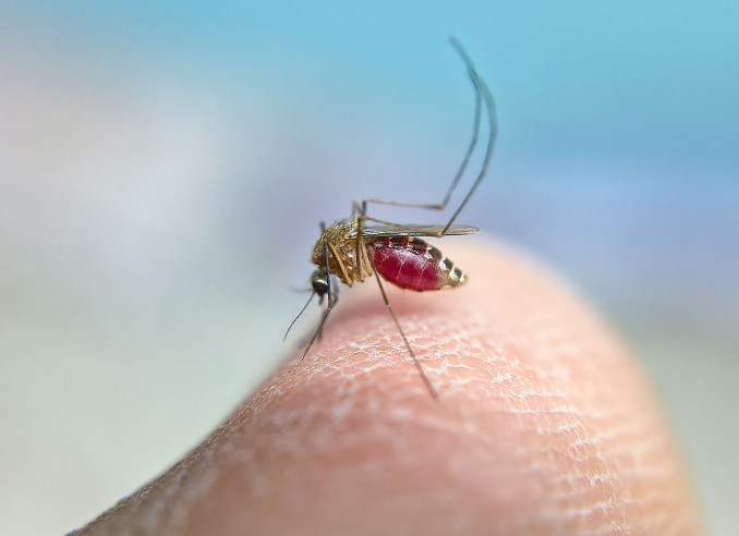 ANECPLA pide no acumular agua estancada para prevenir la picadura del mosquito transmisor del Virus del Nilo Occidental