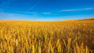 Archivo - Campo de trigo.
