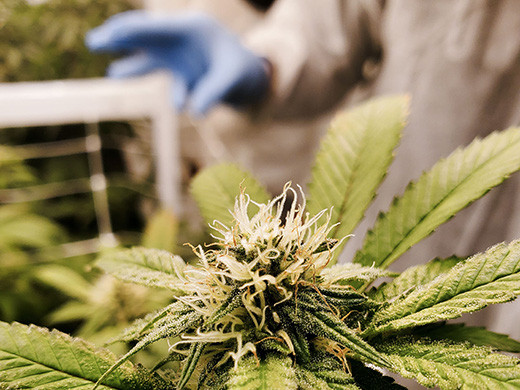 Cannabis