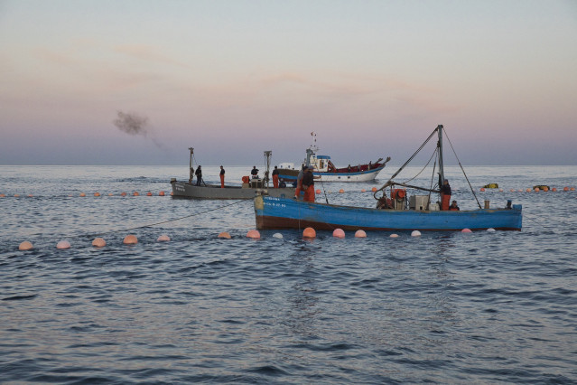 Archivo - Varios pescadores durante la ‘levantá’ del atún en las inmediaciones de Barbate, a 27 de mayo de 2025, en Barbate, Cádiz, Andalucía (España).