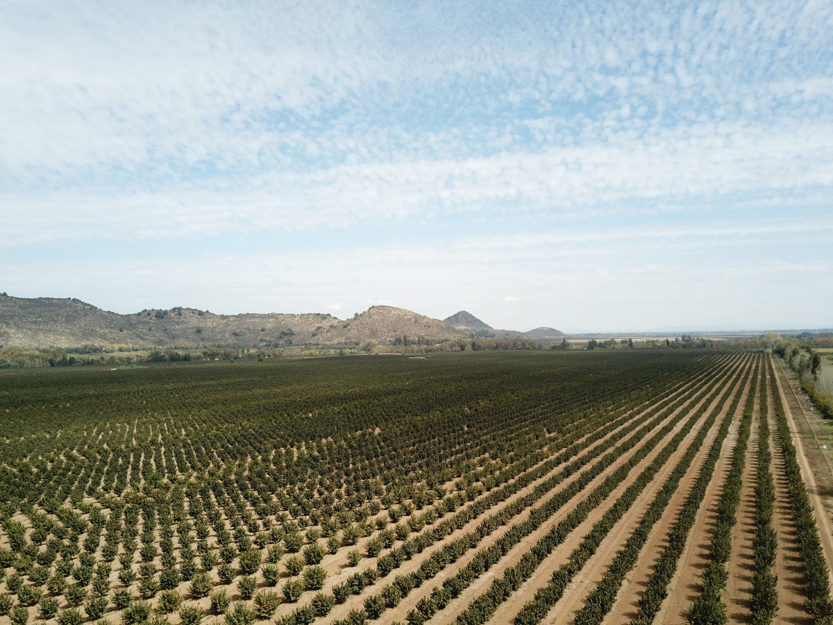 CAMPO (3)