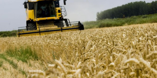 Campo de trigo en proceso de recolección.