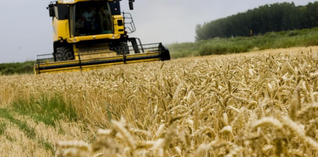 Campo de trigo en proceso de recolección.