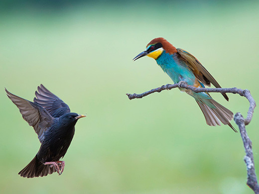 Aves