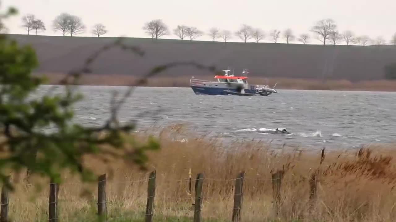 La ballena jorobada varada en el mar Báltico alemán empieza a nadar y vuelve a detenerse